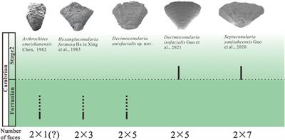 A new species of Decimoconularia (Cnidaria, Medusozoa) from the Lower Cambrian of South China